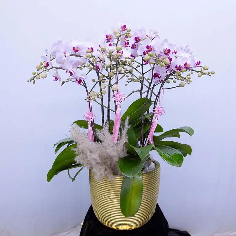 Hình ảnh beauty-flower-pham-van-dong-q-thu-duc-tphcm-1