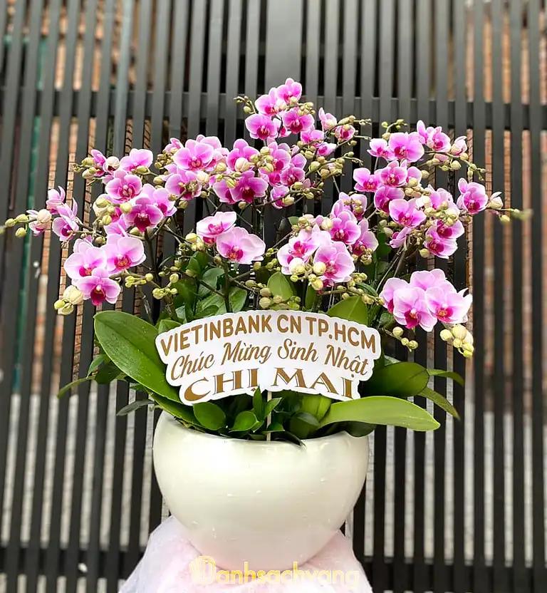 Hình ảnh hoa-chivi-2