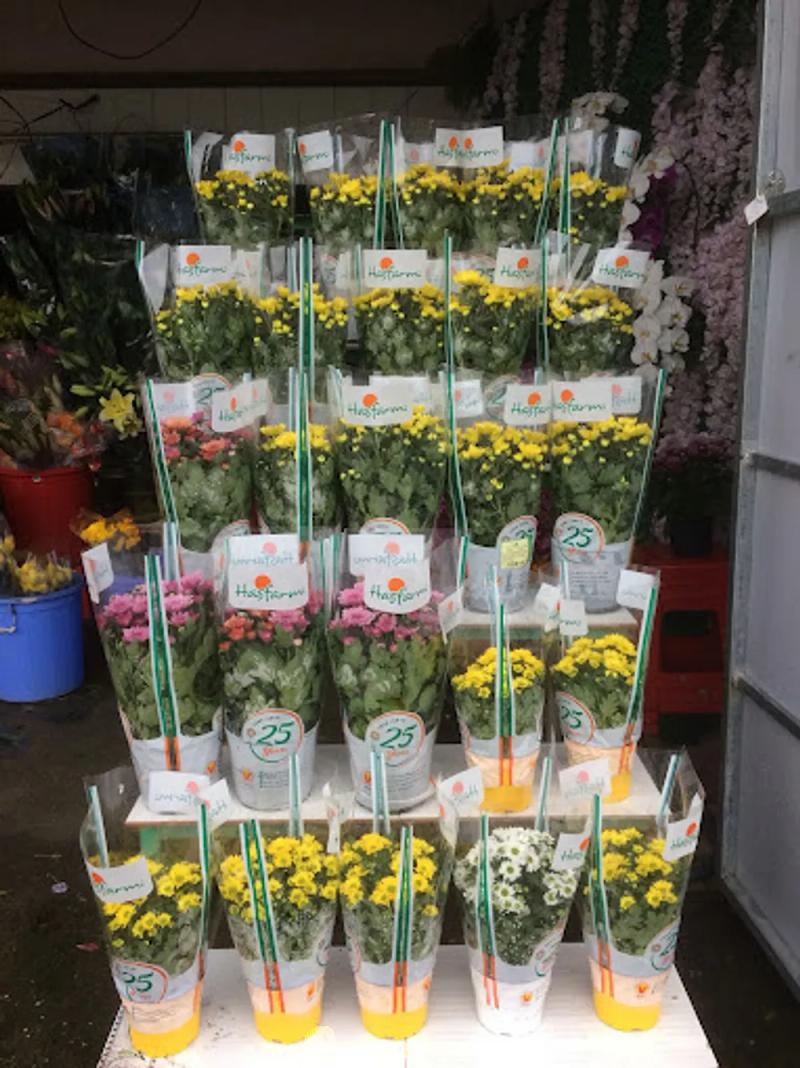 Hình ảnh Shop Hoa Tươi BamBu: Ấp Đất Mới, H. Nhơn Trạch