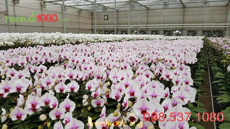 Hình ảnh hoa-tuoi-1080-150-dinh-tien-hoang-quan-1-5