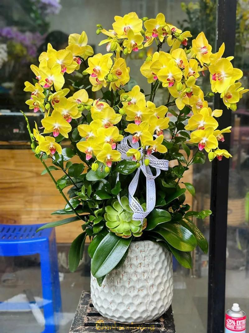 Hình ảnh hoa-mai-mai-117-nguyen-dinh-chieu-quan-3-4