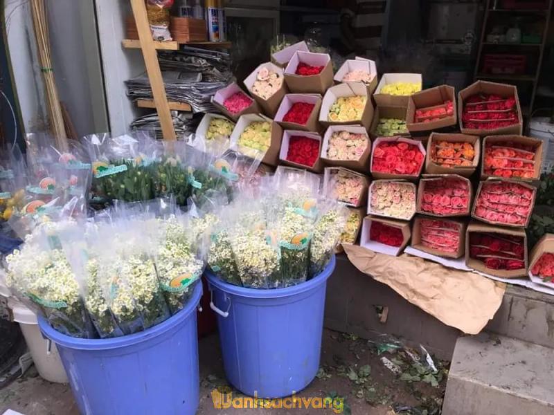 Hình ảnh tuong-chi-rose-flowers-79-bui-xuan-phai-tan-phu-2