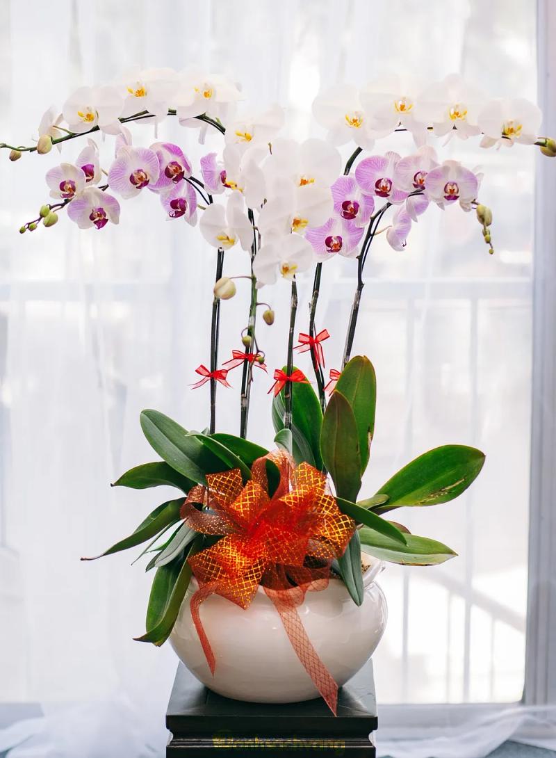 Hình ảnh Minh Lan Flower: 347 Phan Đình Phùng, Phú Nhuận