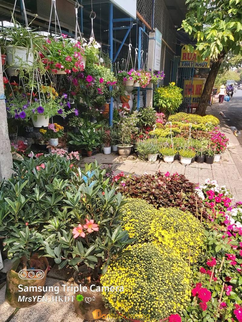 Hình ảnh Hoa kiểng Dì Tư: 127 Đường số 8, Gò Vấp
