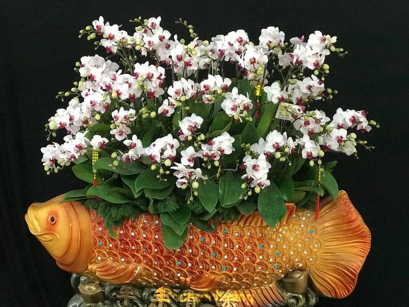 Hình ảnh Hoa Lan Thanh Phong: 113 Trần Quốc Hoàn, Tân Bình