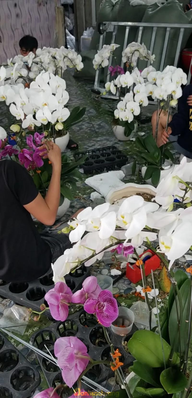 Hình ảnh Hoa lan Bảo An: 1 Phạm Văn Hai, Tân Bình