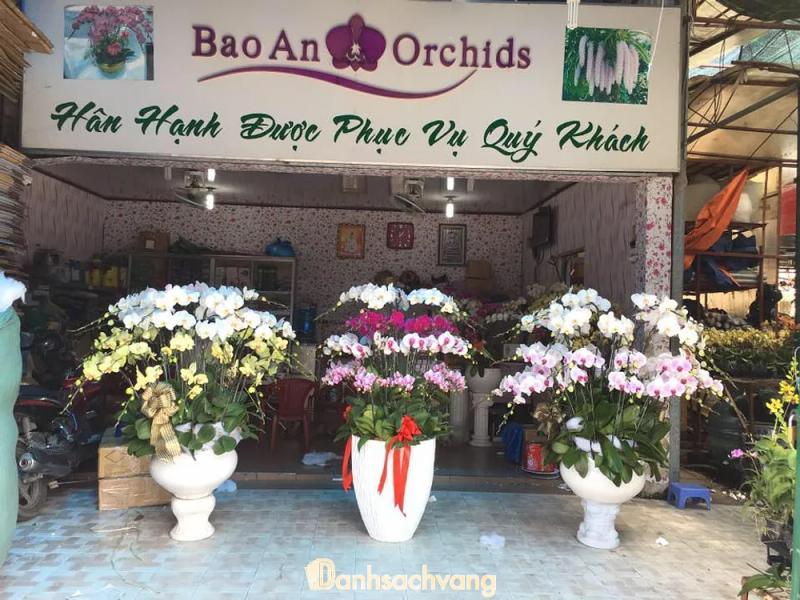 Hình ảnh hoa-lan-bao-an-1-pham-van-hai-tan-binh-1
