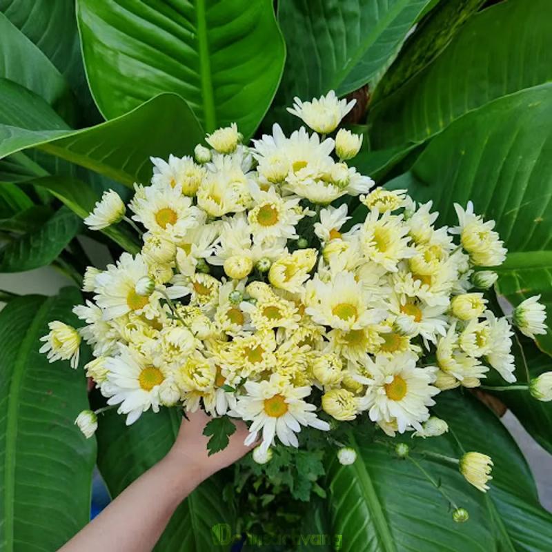 Hình ảnh cat-flowers-23-nguyen-cong-hoan-phu-nhuan-2
