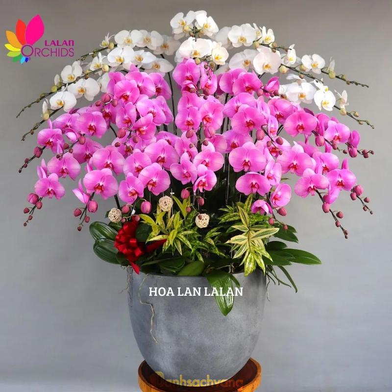 Hình ảnh Hoa Lan Lalan: 220 Thành Thái, Quận 10