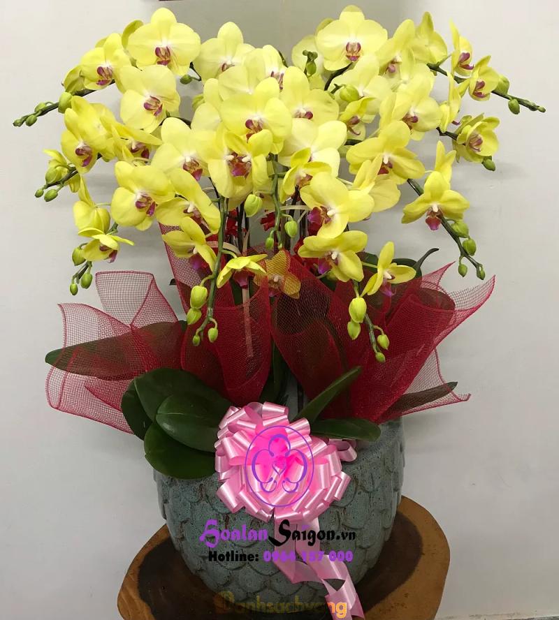 Hình ảnh hoa-lan-sai-gon-11143-vuon-lai-tan-phu-2