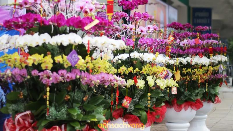 Hình ảnh Hoa lan Sài Gòn: 111/43 Vườn Lài, Tân Phú
