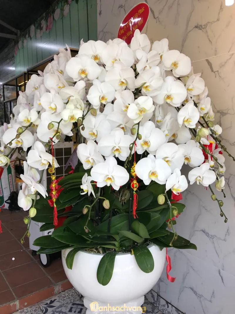 Hình ảnh Hoa lan Sài Gòn: 111/43 Vườn Lài, Tân Phú