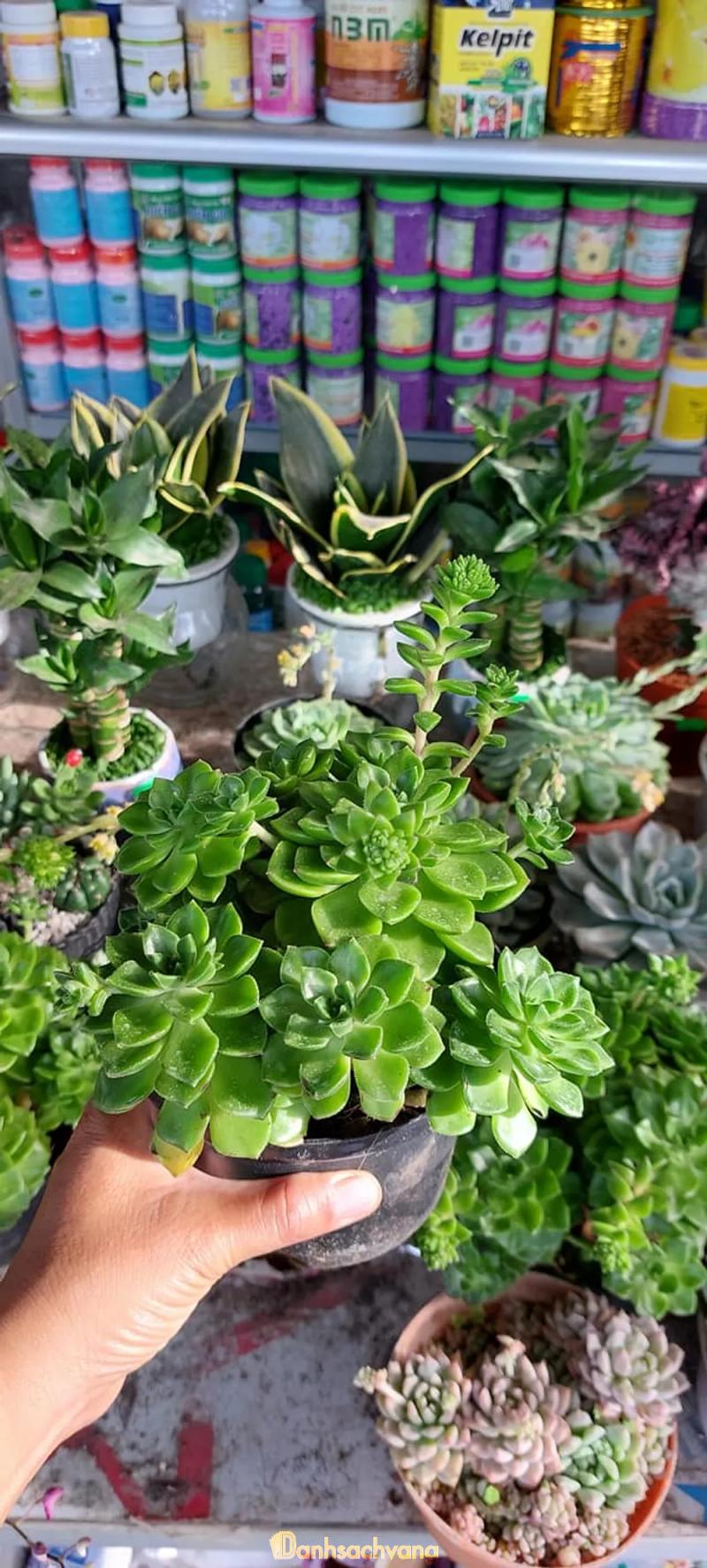 Hình ảnh Shop hoa Anh Khoa: 14 KP5,  H. Ba Tri