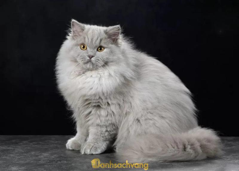 Hình ảnh Tổ Dân Phố Chó Mèo: 97 Văn Cao, Q. Ba Đình