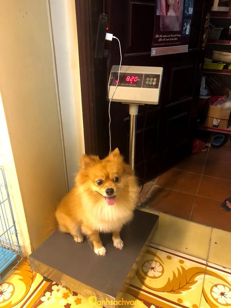 Hình ảnh Tùng Lộc Pet: 151 Hồ Đắc Di, Q. Đống Đa