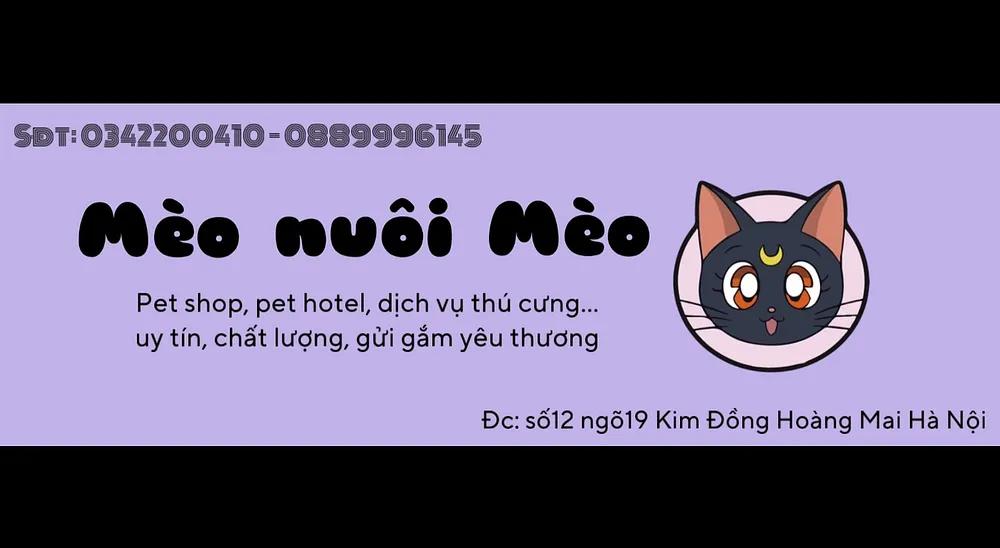 Hình ảnh Mèo Nuôi Mèo Petshop: 12 Ng. 19 P. Kim Đồng, Q. Hoàng Mai