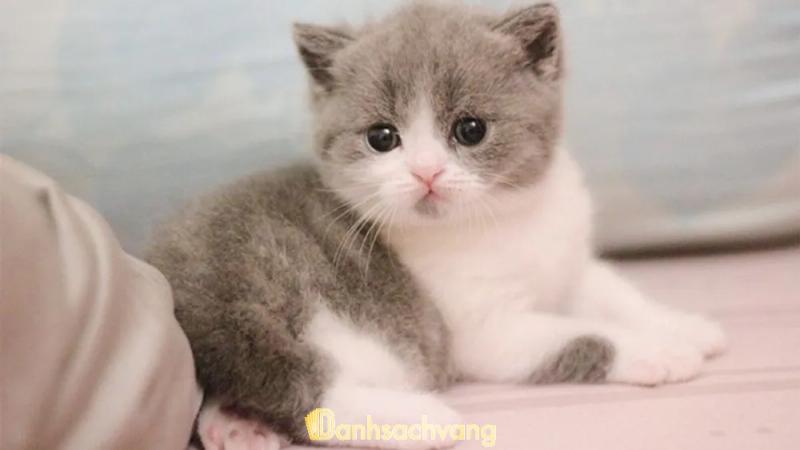 Hình ảnh Chó Mèo Cảnh Hà Nội: 385 Tam Trinh, Q. Hoàng Mai