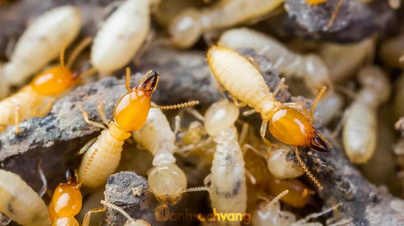 Hình ảnh Công Ty Diệt Mối Hoàng Gia: 62/28 Nguyễn Thông, Q.3