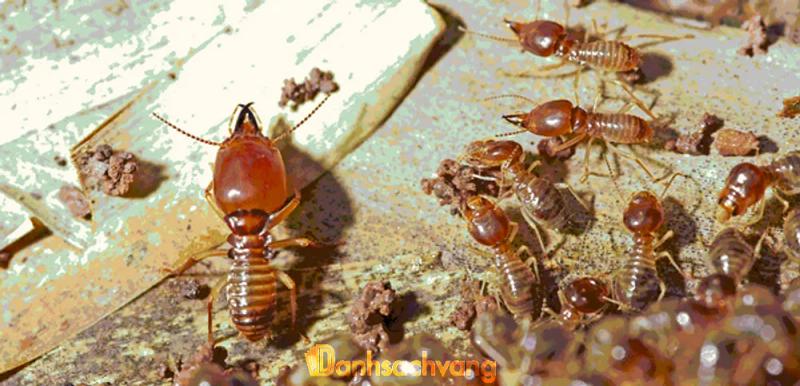 Hình ảnh Công Ty Diệt Mối Hoàng Gia: 62/28 Nguyễn Thông, Q.3