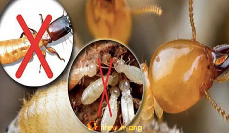 Hình ảnh Công Ty Diệt Mối Hoàng Gia: 62/28 Nguyễn Thông, Q.3
