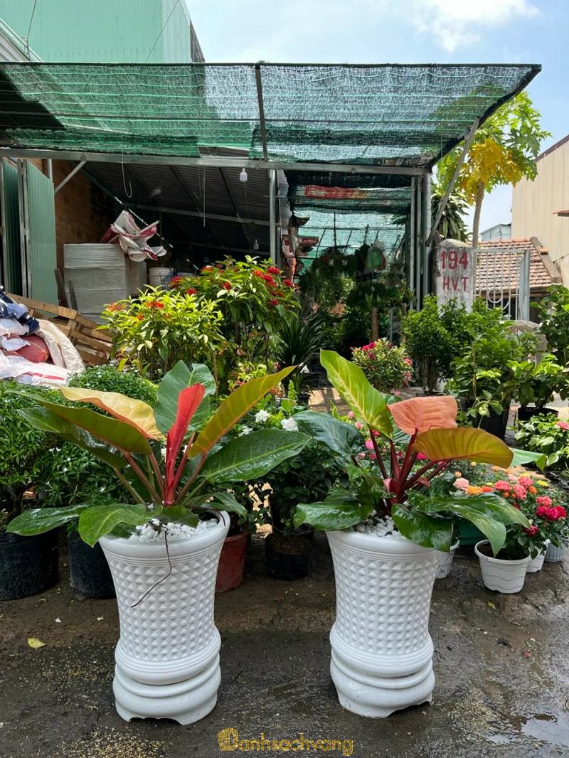 Hình ảnh cây cảnh quy nhơn nhà vườn 194 hoàng văn thụ