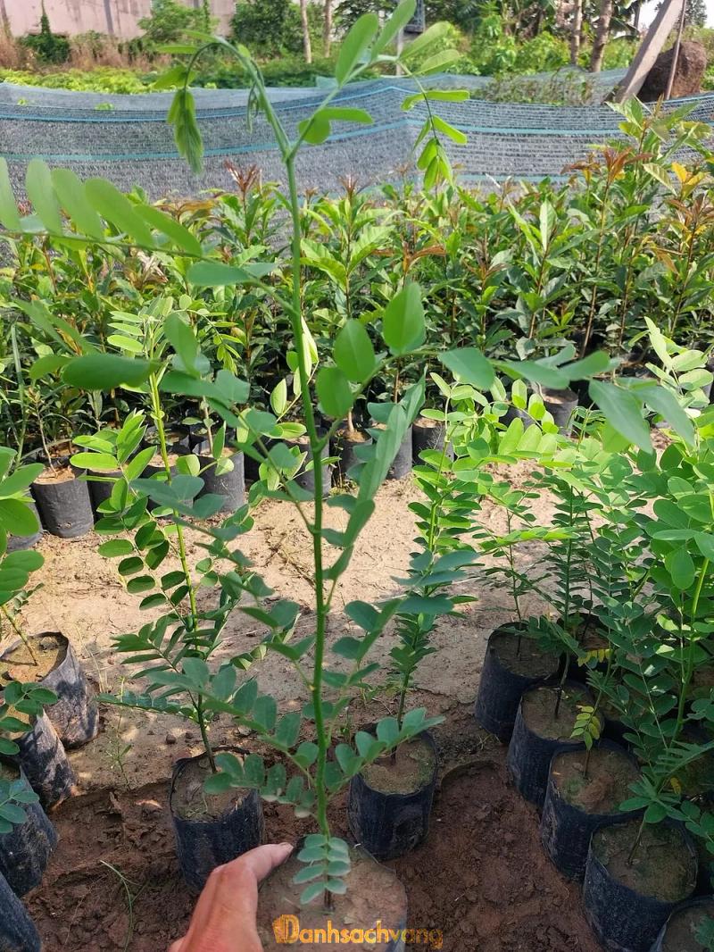 Hình ảnh Cây Giống Đồng Nai: Nguyễn Hoàng, Đồng Nai