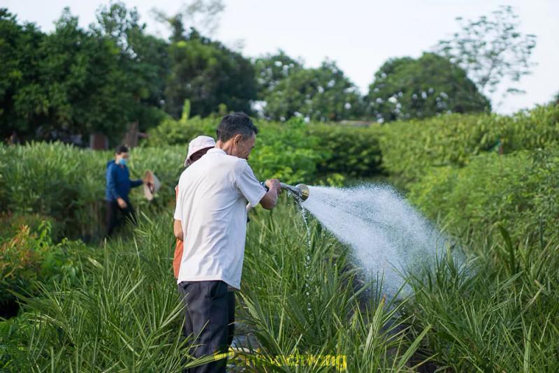 Hình ảnh Cây Giống 4S: Nguyễn Hoàng, Sông Trầu, Đồng Nai