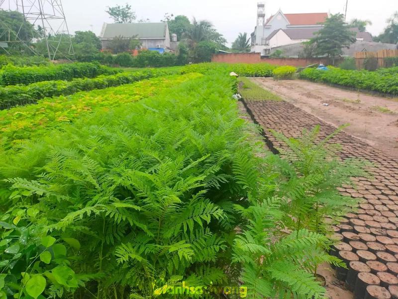 Hình ảnh Cây Giống 4S: Nguyễn Hoàng, Sông Trầu, Đồng Nai