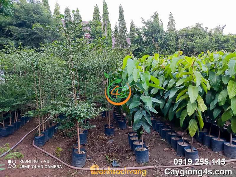 Hình ảnh Cây Giống 4S: Nguyễn Hoàng, Sông Trầu, Đồng Nai