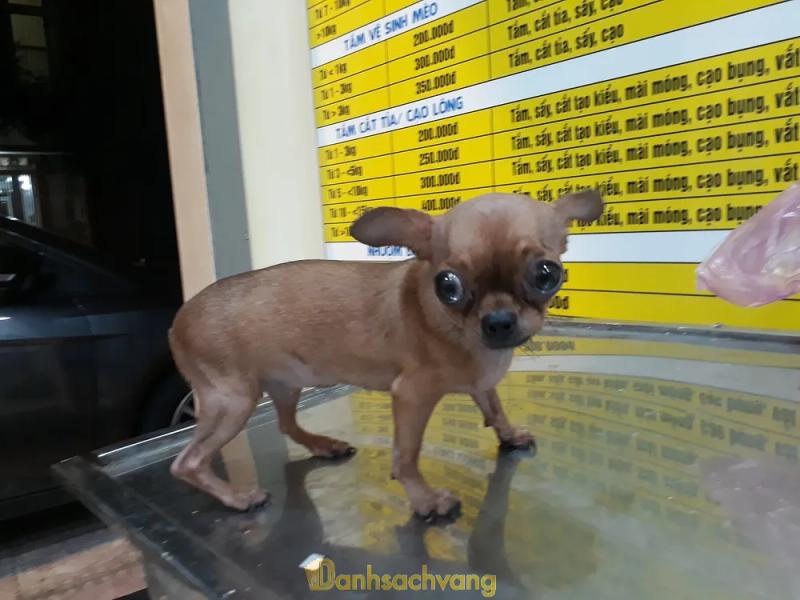 Hình ảnh Nha Trang Vet Clinic: Đường 4A, KĐT Hà Quang 2, TP. Nha Trang