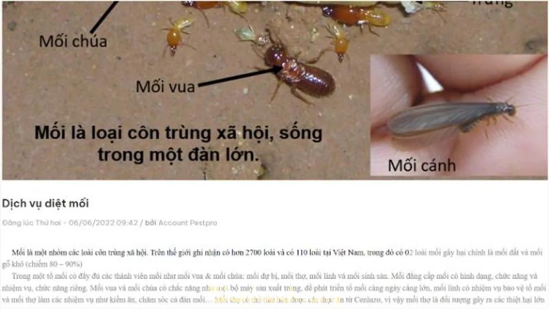 Hình ảnh Diệt mối PESTPRO: 79 Bửu Đóa, TP Nha Trang