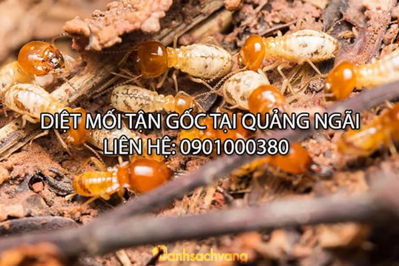 Hình ảnh Công Ty Diệt Mối Trung Gia Phát: Nghĩa Hiệp, Tư Nghĩa, Quảng Ngãi