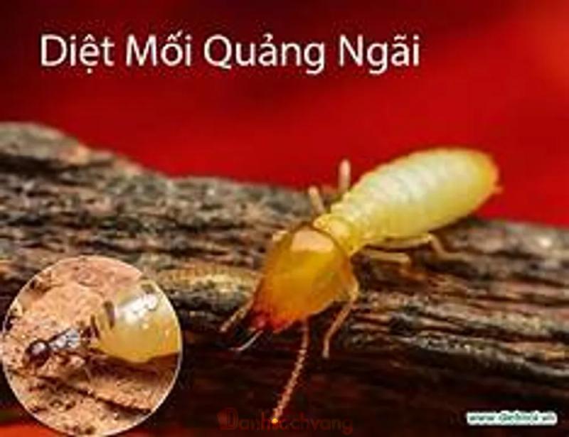 Hình ảnh 5 Cơ sở diệt mối Quảng Ngãi uy tín, chuyên nghiệp