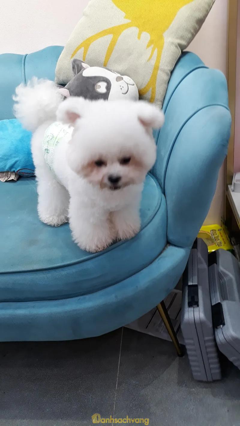 Hình ảnh Học viện Kimi Pet: 126 Phan Kế Bính, Ba Đình