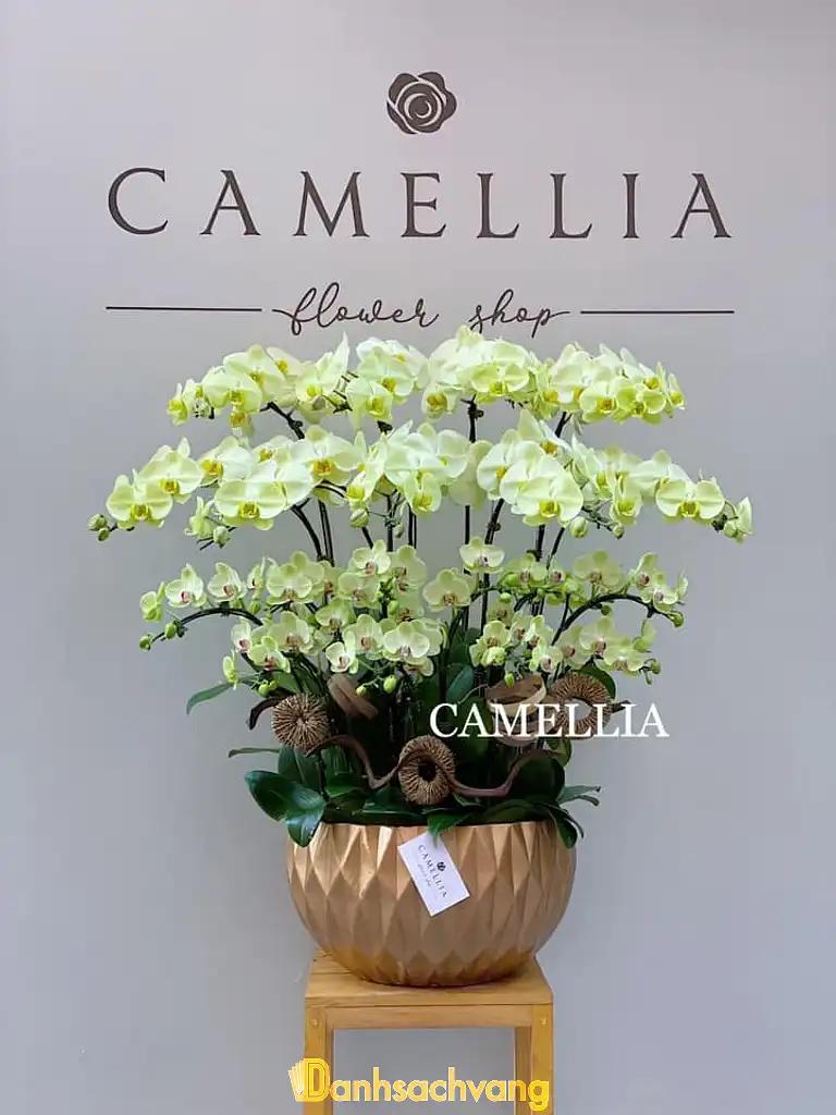 Hình ảnh camelia-flower
