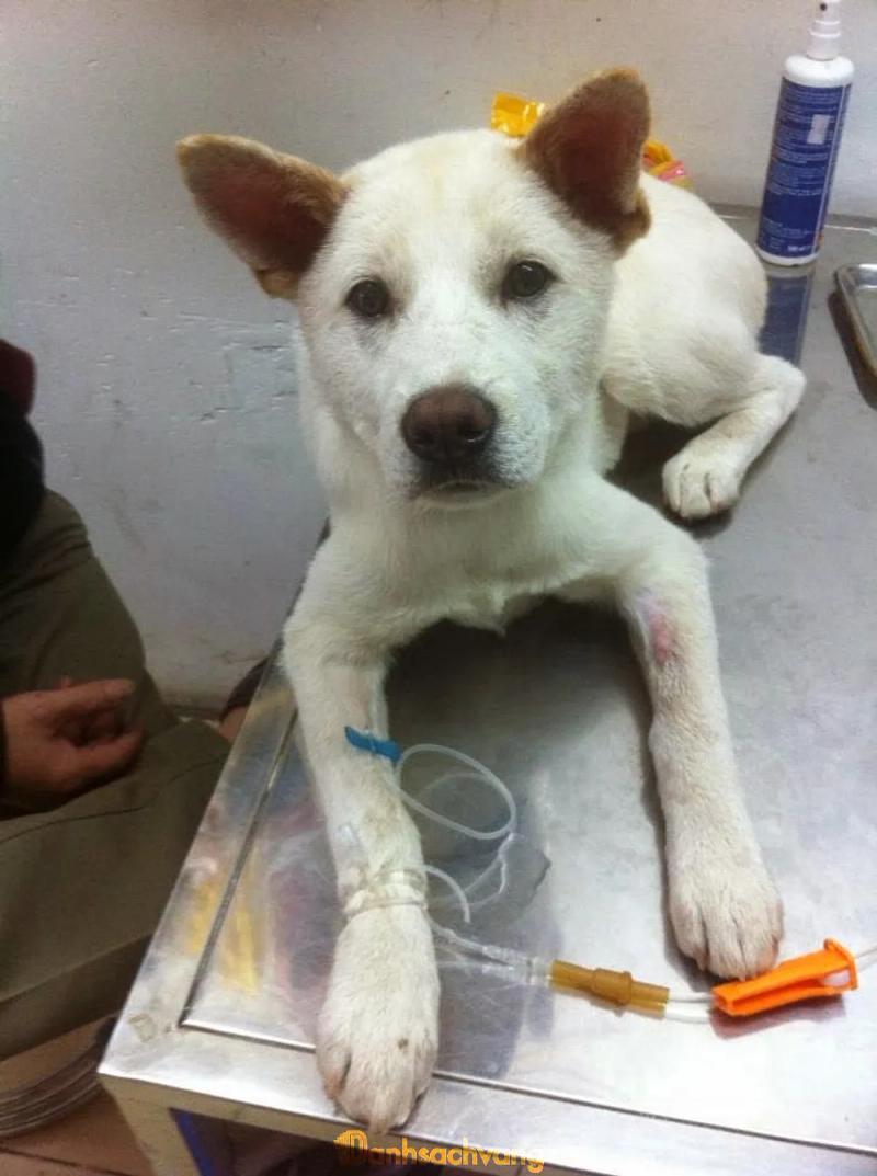 Hình ảnh Bệnh viện Thú y 2Vet Kim Mã: 236 Kim Mã, Quận Ba Đình