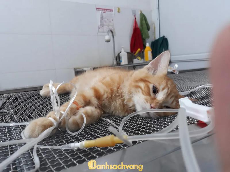 Hình ảnh Phòng khám thú y 4Pet: 118 Trường Chinh, Quận Đống Đa