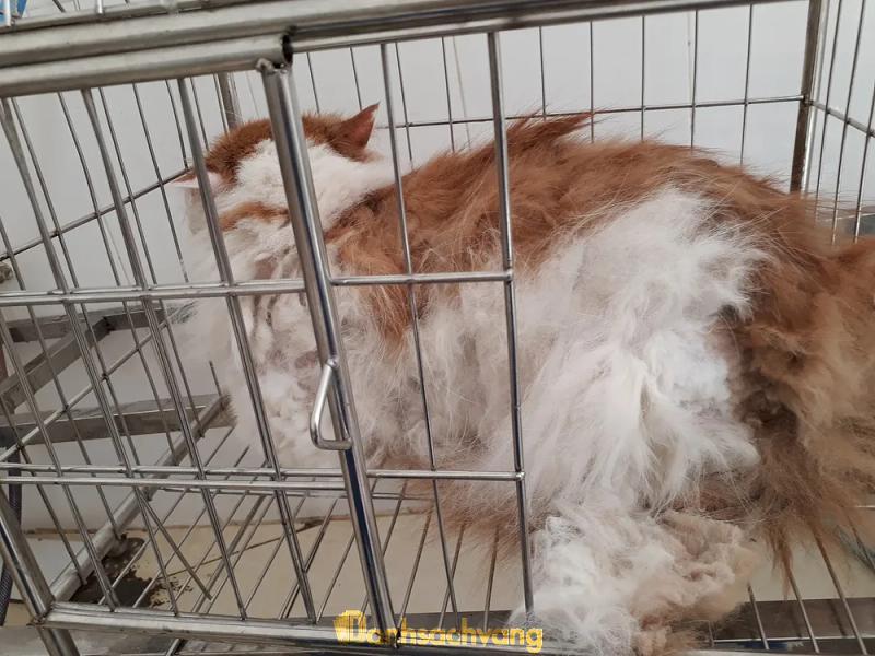 Hình ảnh Phòng khám thú y Animal Care:  20/424 Thụy Khuê, Quận Tây Hồ