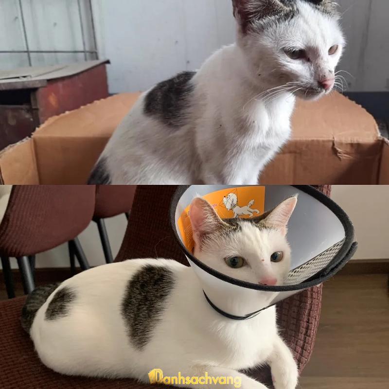 Hình ảnh Phòng khám thú y Animal Care:  20/424 Thụy Khuê, Quận Tây Hồ