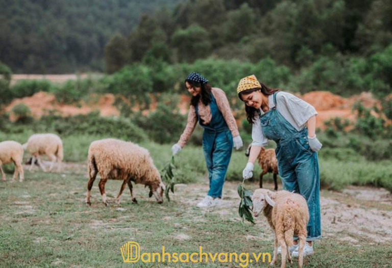 Những chú cừu nhỏ xinh như đang tạo dáng cùng du khách