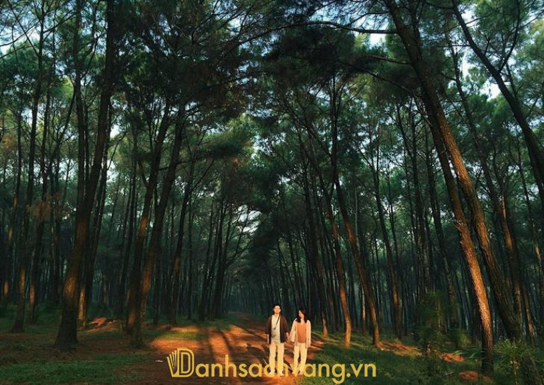 Ngẩn ngơ với đồi thông tựa như Đà Lạt ở Nam Đàn