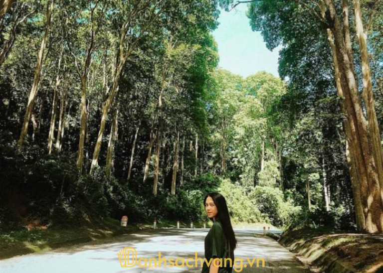 Rừng Săng Lẻ Nghệ An