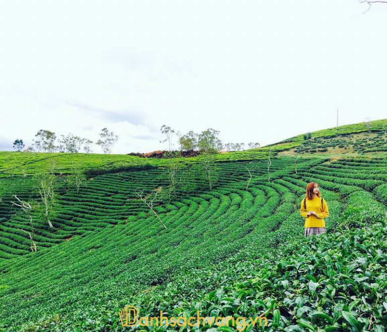 Checkin Đồi Chè Đông Giang