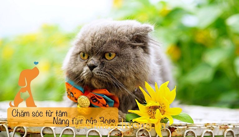 ZoZo Pet Cao Bằng - Địa chỉ chăm sóc thú cưng tại Cao Bằng