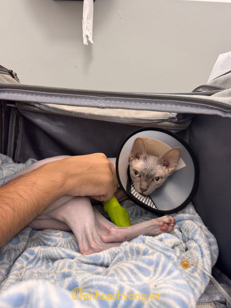 Phòng khám Thú Y Pet Cure Đà Nẵng