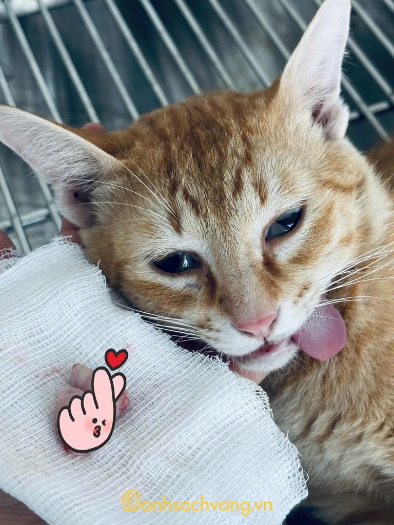 Phòng Khám Thú Y AURA VET Buôn Ma Thuột