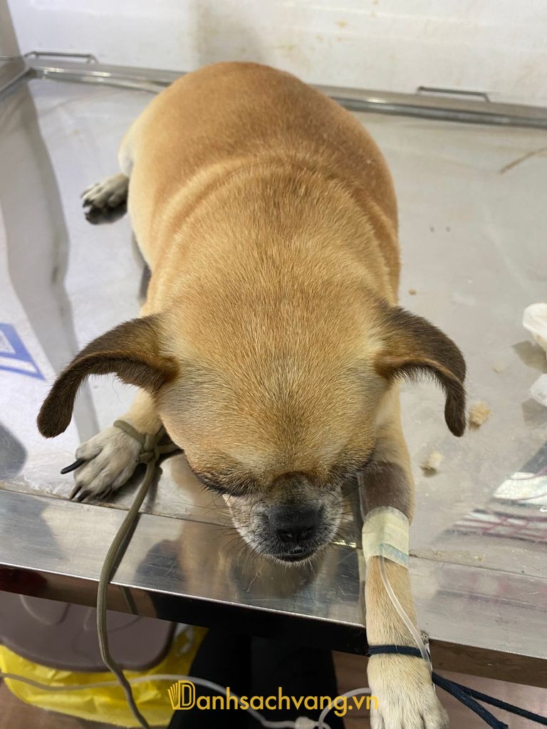Thú Y Blue Pet Care Buôn Ma Thuột
