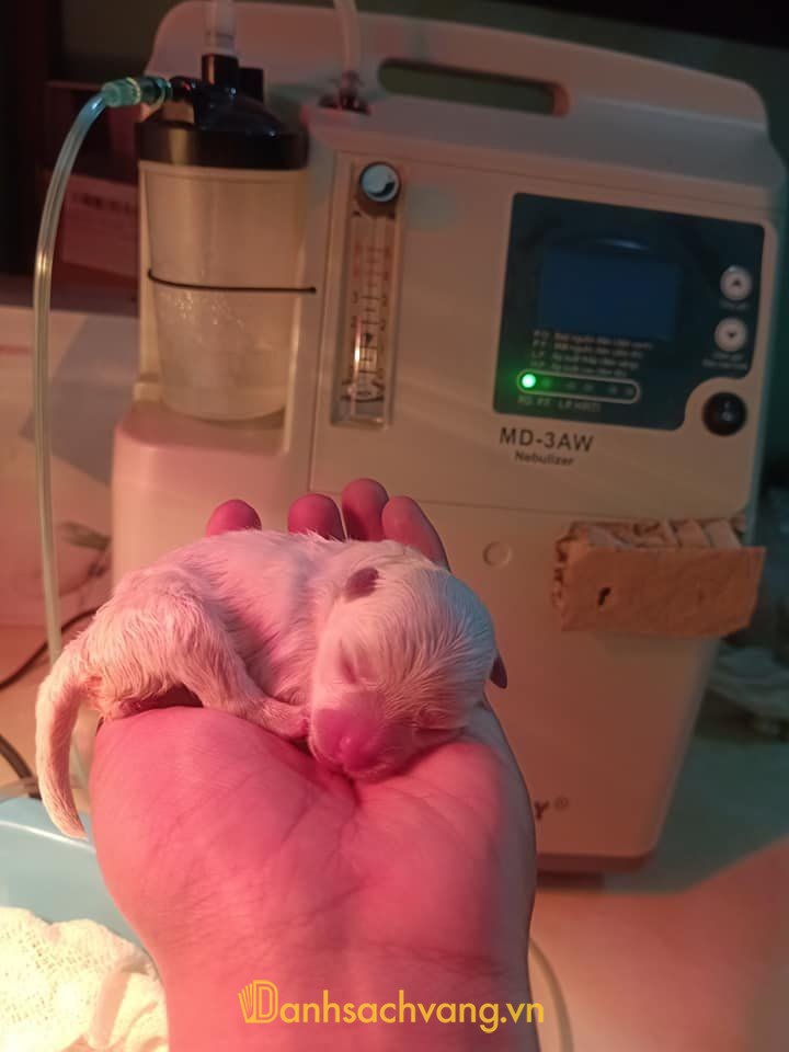 Phòng Khám Thú Y Dương Cốc Gia Lai