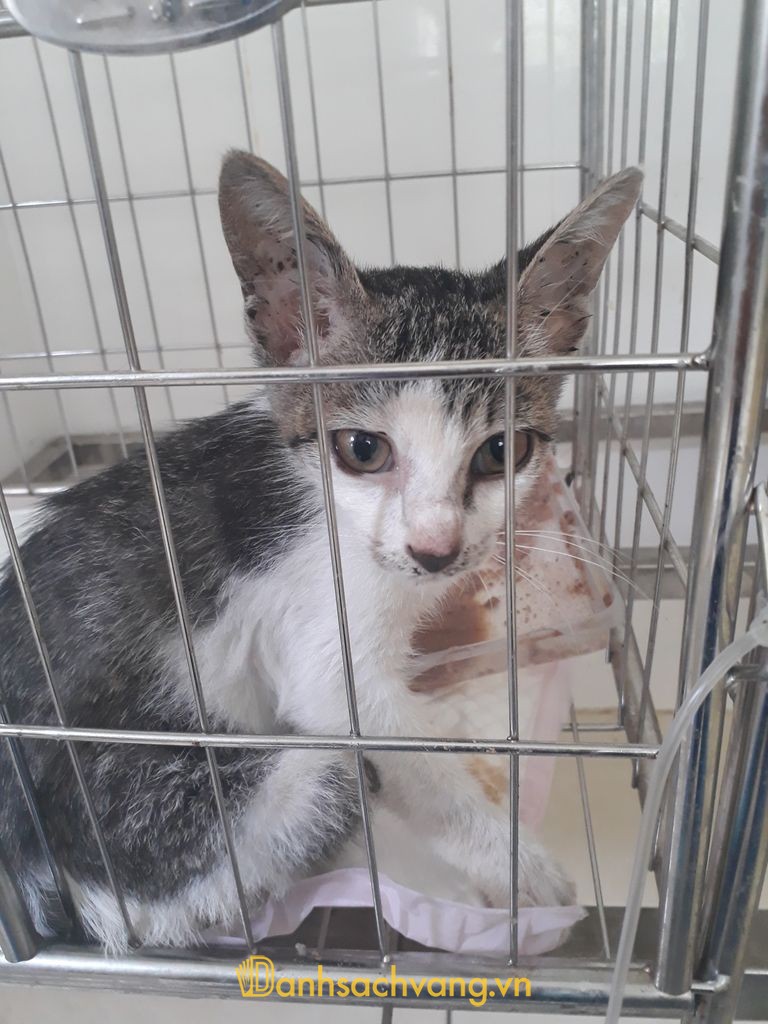 Phòng khám thú y Animal Care tại Thụy Khuê Hà Nội