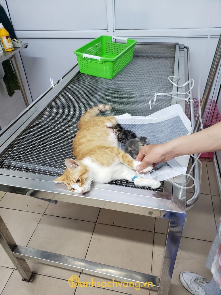 Bệnh viện thú y 4PET tại Phương Mai Hà Nội